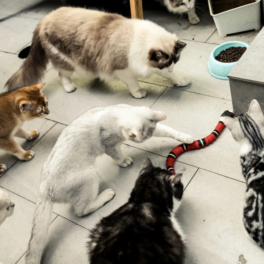 Cat Hunting Toy - SlitherPlay Bowlift