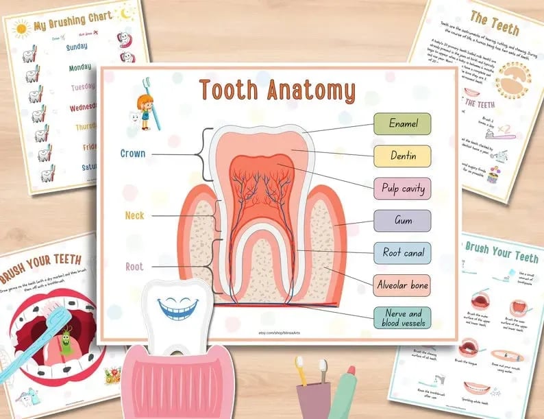 Last Day Sale 40% OFF🔥Human Anatomy Busy Book