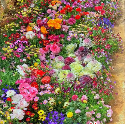 🔥Last day clearance💝Mixed Perennial Flowers Seeds-Over 60 kinds mixed