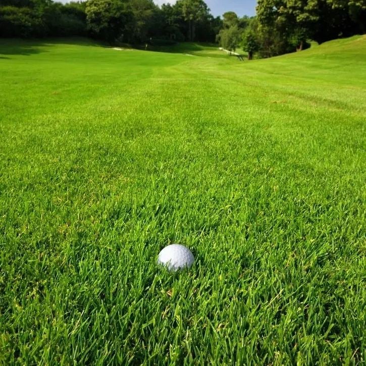 ⏰Last Day Promotion - 🌱 Evergreen dwarf grass seed for four seasons🌾 | Create your perfect lawn here🌼