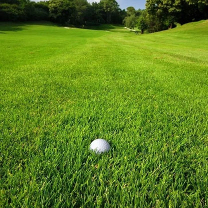 ⏰Last Day Promotion - 🌱 Evergreen dwarf grass seed for four seasons🌾 | Create your perfect lawn here🌼