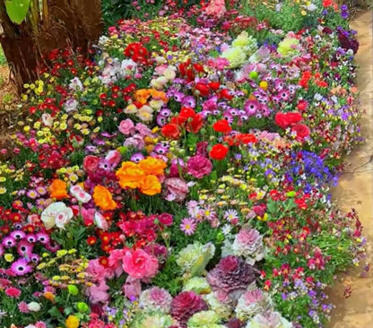 🔥Last day clearance💝Mixed Perennial Flowers Seeds-Over 60 kinds mixed