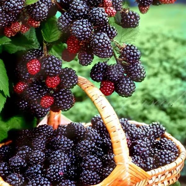 Sweet Blackberry Seeds