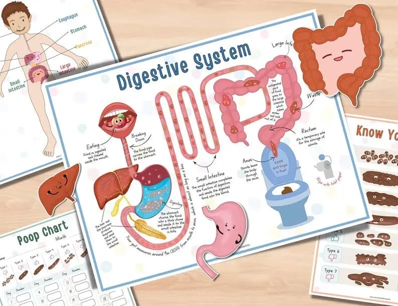 Last Day Sale 40% OFF🔥Human Anatomy Busy Book