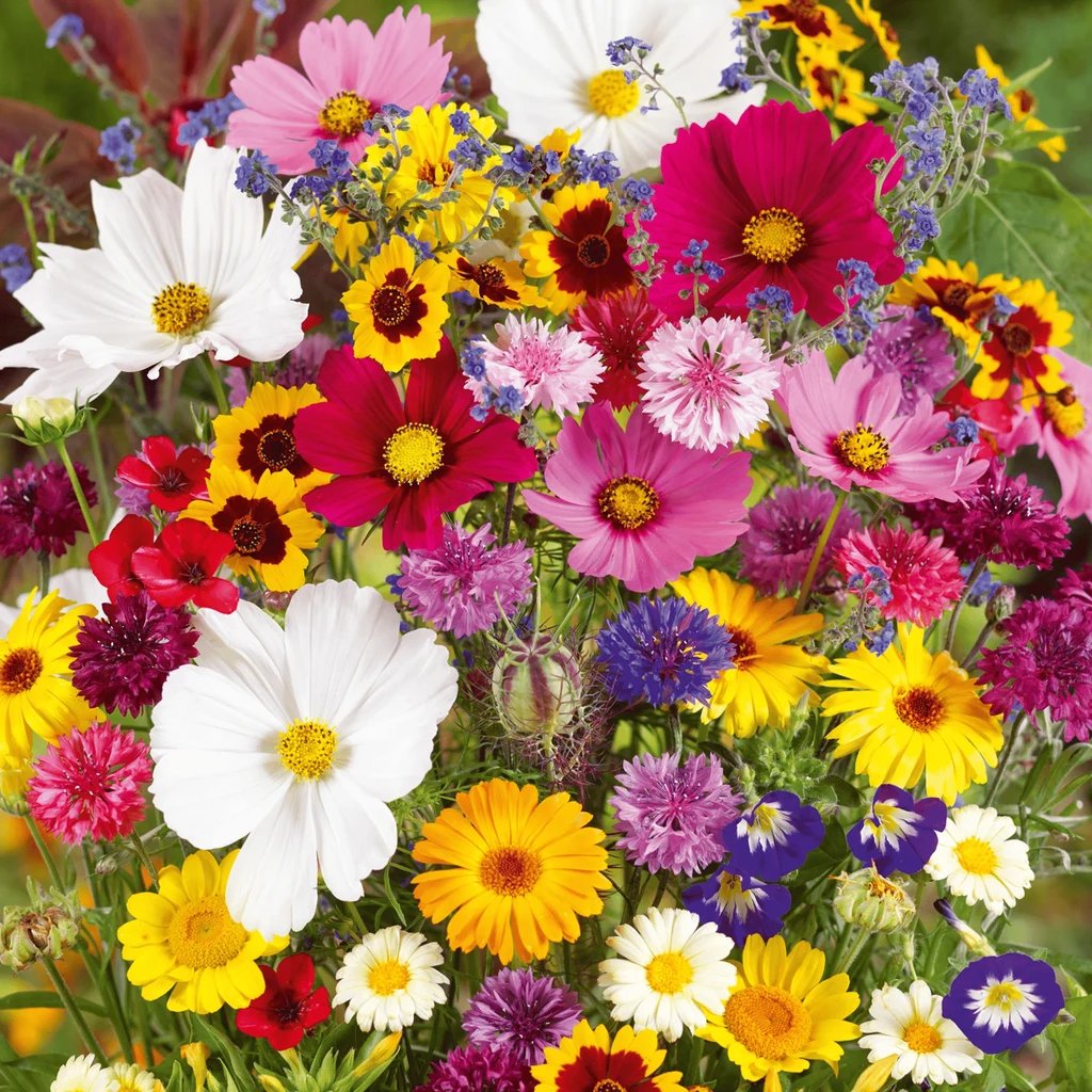 🔥Last day clearance💝Mixed Perennial Flowers Seeds-Over 60 kinds mixed