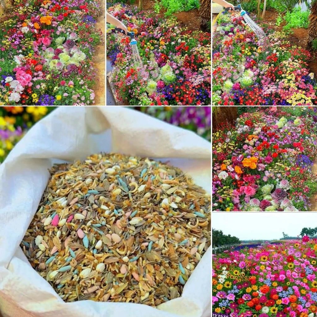 🔥Last day clearance💝Mixed Perennial Flowers Seeds-Over 60 kinds mixed