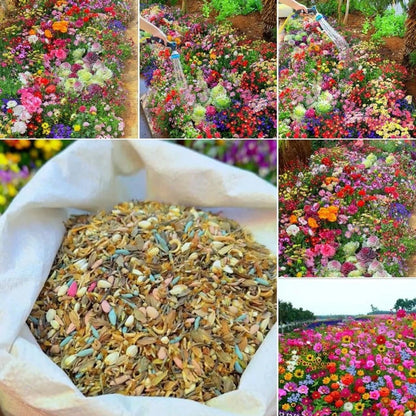 🔥Last day clearance💝Mixed Perennial Flowers Seeds-Over 60 kinds mixed