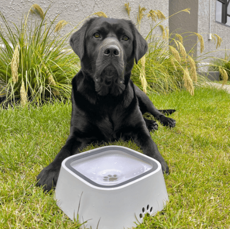 🔥 Splash-proof pet water bowl: wet mouth proof, tip-over proof, and car safe! 🌊🚗