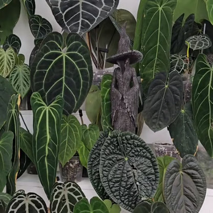 🔥LAST DAY 49% OFF - 🧙‍♀️Hand-Painted Enchanting Witch Statue: The Guardian of Your Home💫