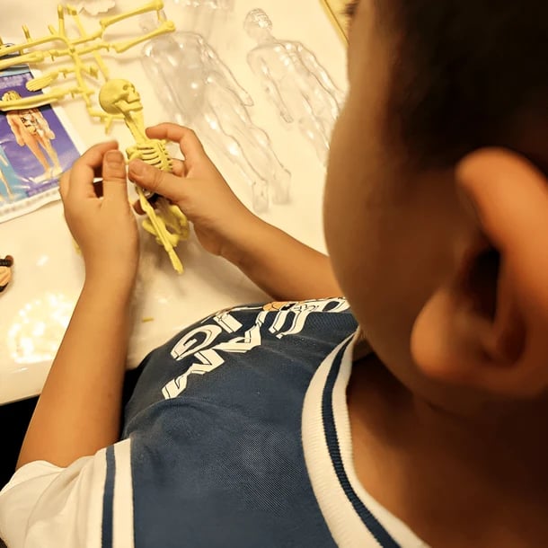 Clear Human Body Structure Model - 49% OFF