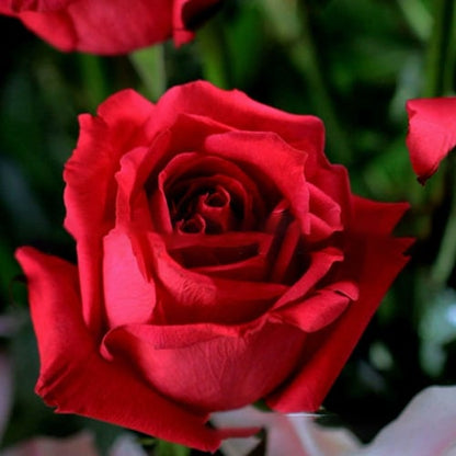 Eustoma Thornless Rose💐Lisanthus Seeds