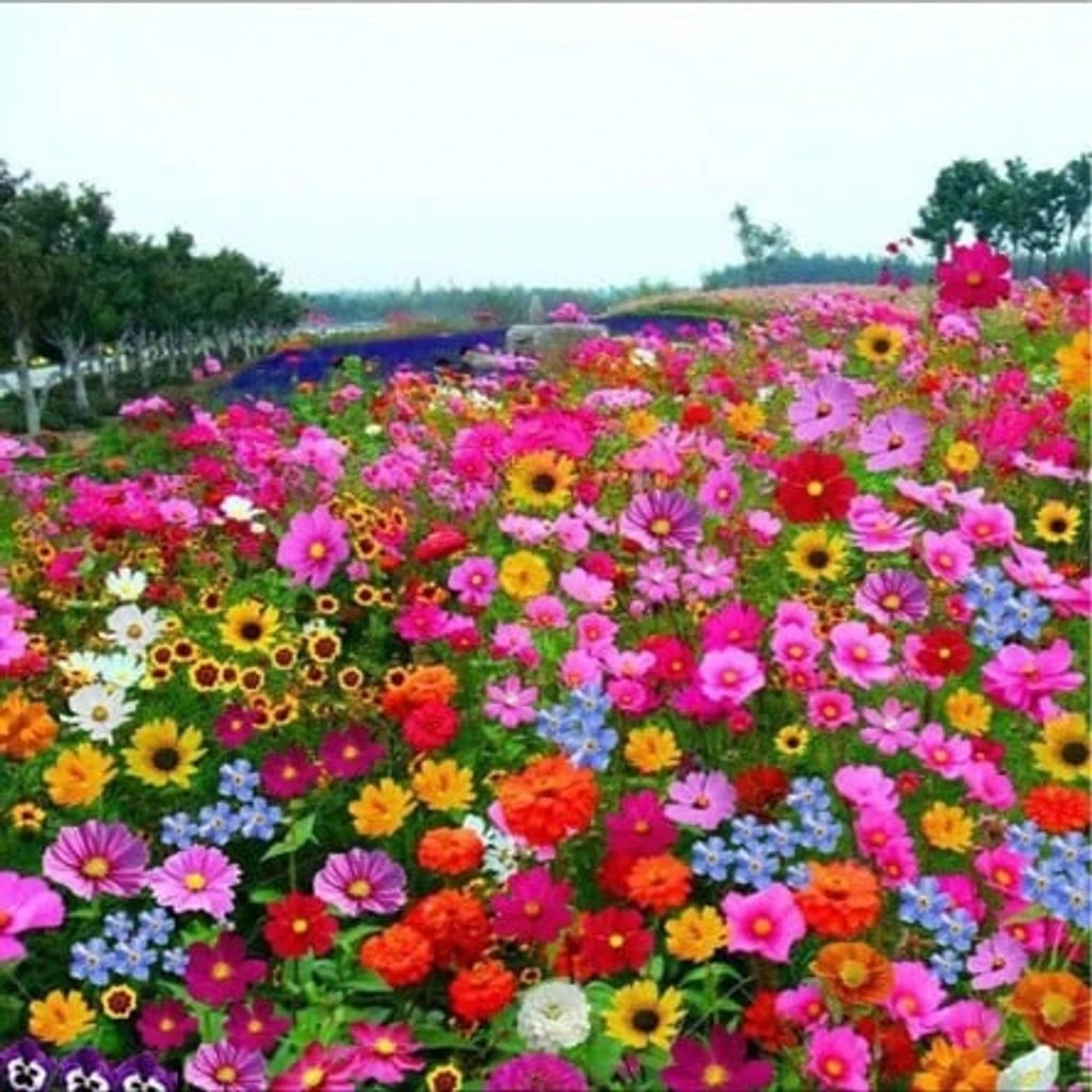🔥Last day clearance💝Mixed Perennial Flowers Seeds-Over 60 kinds mixed