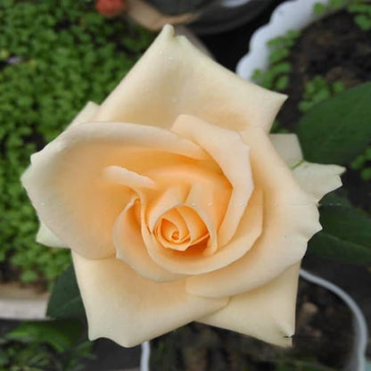 Eustoma Thornless Rose💐Lisanthus Seeds