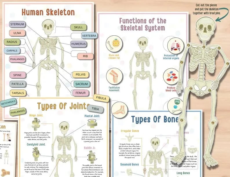 Last Day Sale 40% OFF🔥Human Anatomy Busy Book