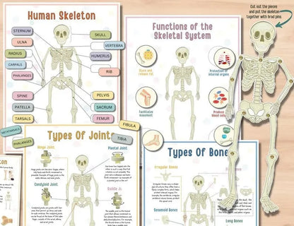Last Day Sale 40% OFF🔥Human Anatomy Busy Book