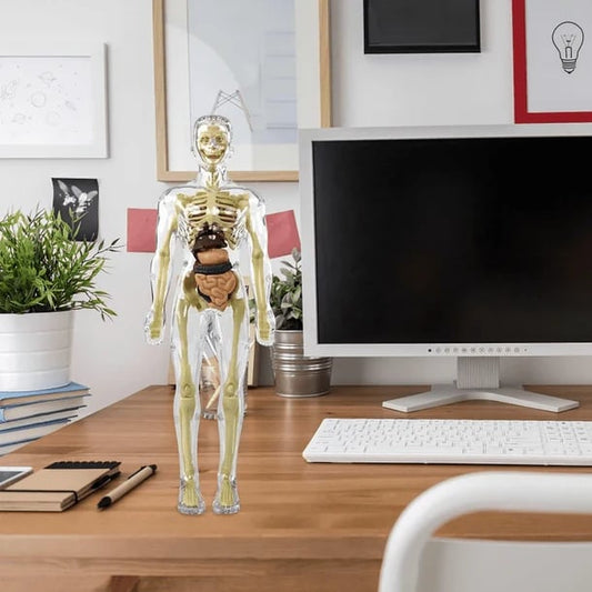 Clear Human Body Structure Model - 49% OFF