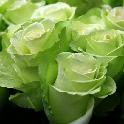 Eustoma Thornless Rose💐Lisanthus Seeds