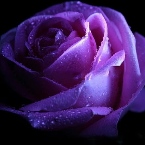 Eustoma Thornless Rose💐Lisanthus Seeds