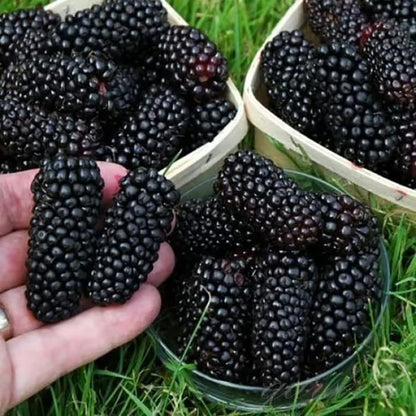 Sweet Blackberry Seeds